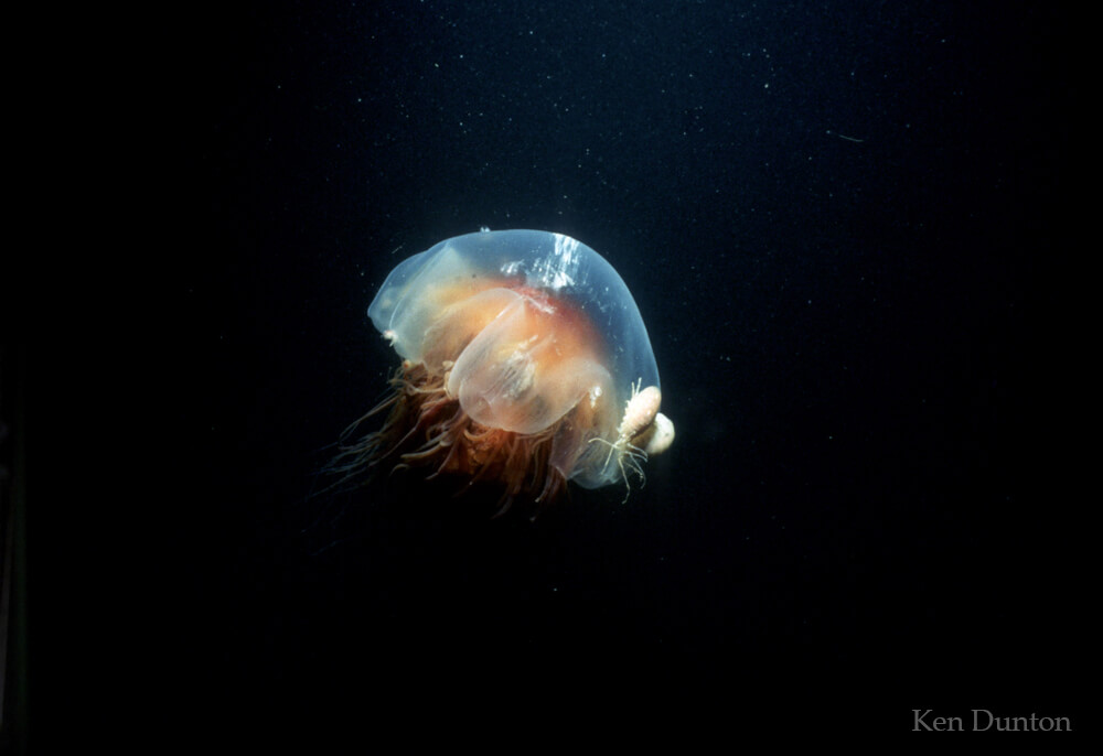 Jelly: Cyanea capillata (with amphipods)